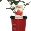 Clearance Erdbeere (Fragaria ananassa 'Mount-Everest') D 12 H 25 cm Obst, Gemüse & Kräuter|Obstpflanzen