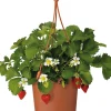 Best Erdbeere (Fragaria ananassa 'Elsanta') D 19 H 30 cm Obst, Gemüse & Kräuter|Obstpflanzen