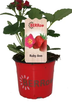Clearance Erdbeere (Fragaria ananassa 'Ruby Ann') D 12 H 25 cm Obst, Gemüse & Kräuter|Obstpflanzen