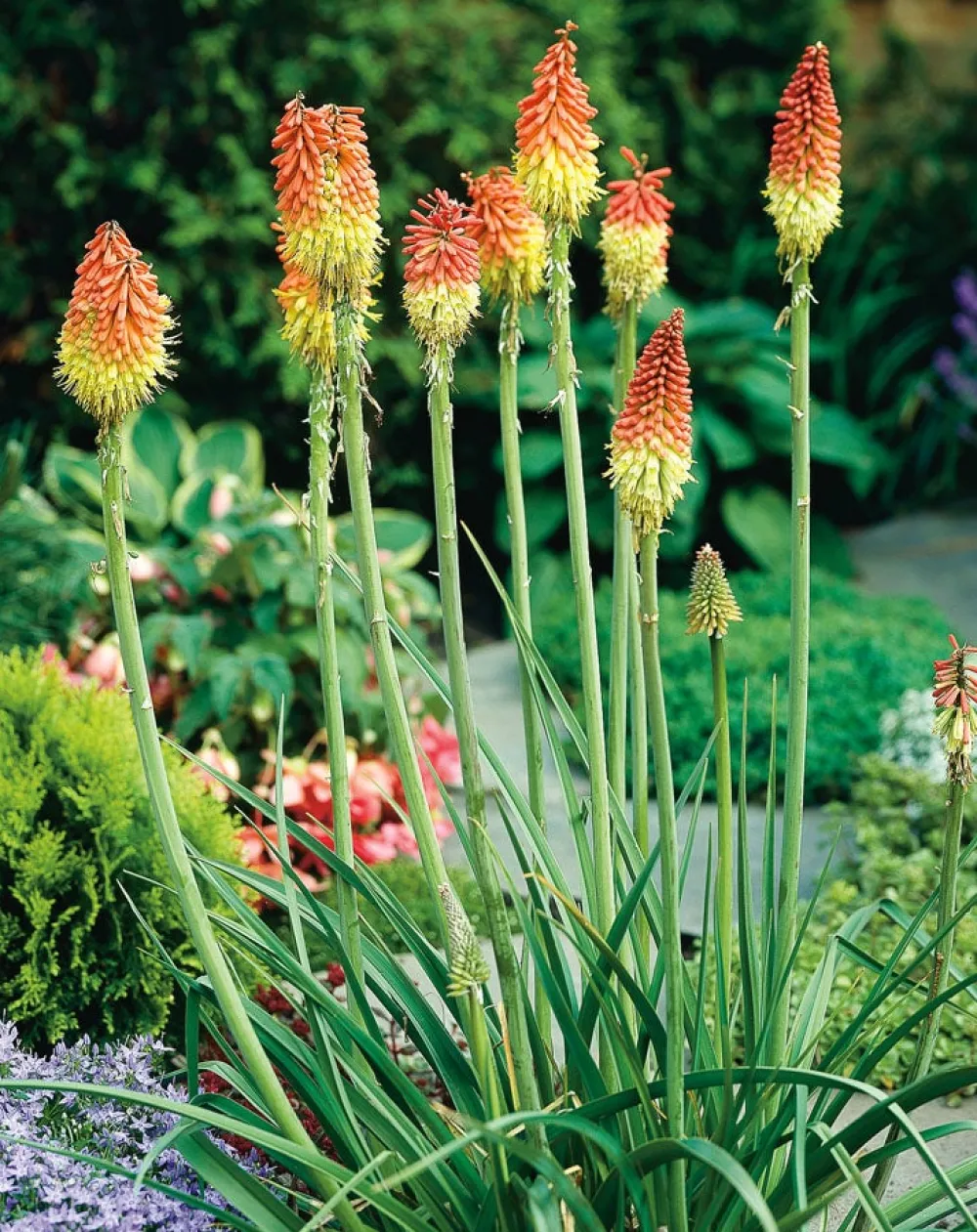 Sale Fackellilie (Kniphofia uvaria) Blühende Pflanzen|Mehrjährige Pflanzen