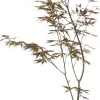 Sale Fächer-Ahorn (Acer palmatum 'Trompenburg') D 19 H 40 cm Winterharte Pflanzen|Ahorn