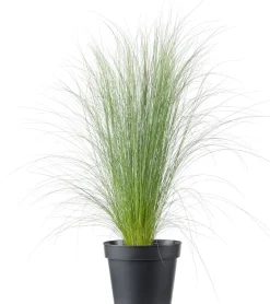 Federgras (Stipa tenuissima 'Pony Tails') D 17 H 35 cm Winterharte Pflanzen|Mehrjährige Pflanzen