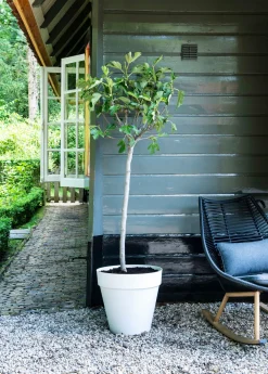 Best Feige (Ficus carica) D 28 H 130 cm Obstbäume & -Sträucher|Obstbäume & -Sträucher