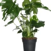Online Fensterblatt (Monstera deliciosa) D 17 cm H 60 cm Grünpflanzen|Monstera