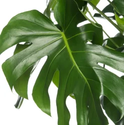 Online Fensterblatt (Monstera deliciosa) D 17 cm H 60 cm Grünpflanzen|Monstera