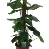 Fensterblatt (Monstera deliciosa) D 19 H 80 cm Grünpflanzen|Monstera