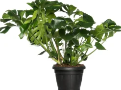 Hot Fensterblatt (Monstera deliciosa) D 35 H 85 cm Grünpflanzen|Monstera