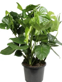 Discount Fensterblatt (Monstera deliciosa) D 32 H 80 cm Grünpflanzen|Monstera