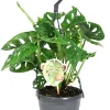 Fensterblatt (Monstera 'Monkey Leaf') D 15 H 30 cm Grünpflanzen|Monstera
