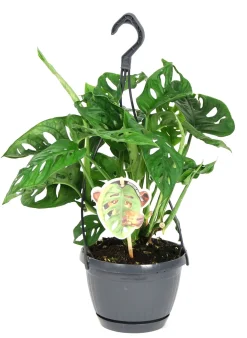 Fensterblatt (Monstera 'Monkey Leaf') D 15 H 30 cm Grünpflanzen|Monstera