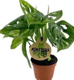 Outlet Fensterblatt (Monstera obliqua) D 6 H 20 cm Kleine Zimmerpflanzen|Grünpflanzen