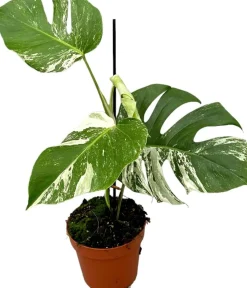 Discount Fensterblatt panaschiert (Monstera deliciosa 'Variegata') D 17 H 60 cm Grünpflanzen|Monstera