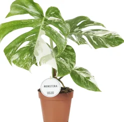 Hot Fensterblatt panaschiert (Monstera deliciosa 'Variegata') D 15 H 45 cm Grünpflanzen|Monstera