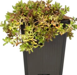 Best Fetthenne (Sedum album) D 9 H 5 cm Mehrjährige Pflanzen|Fetthenne