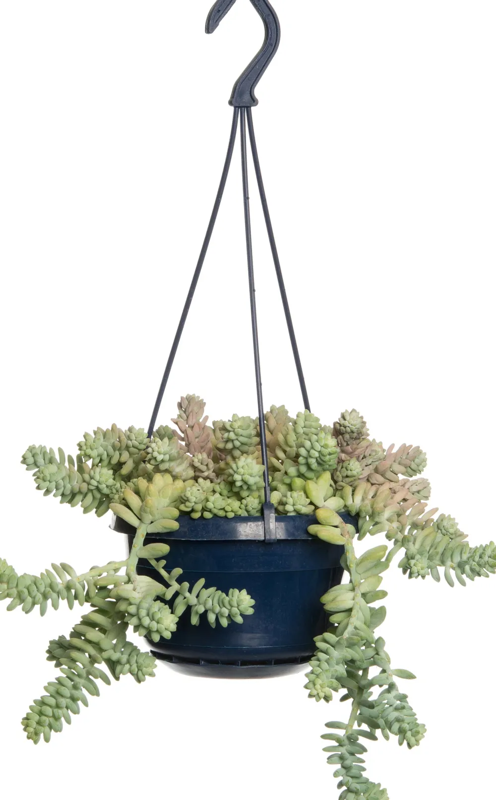 Outlet Fetthenne (Sedum 'Burrito') D 14 H 30 cm Für Sonne|Grünpflanzen