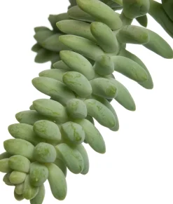 Outlet Fetthenne (Sedum 'Burrito') D 14 H 30 cm Für Sonne|Grünpflanzen