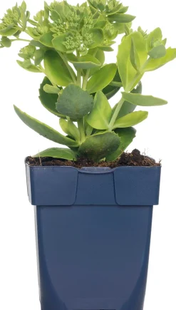Discount Fetthenne (Sedum hybrida 'Herbstfreude') D 11 H 10 cm Blühende Pflanzen|Immergrüne Pflanzen