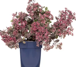 New Fetthenne (Sedum 'Red Sparkle') D 11 H 10 cm Immergrüne Pflanzen|Winterharte Pflanzen