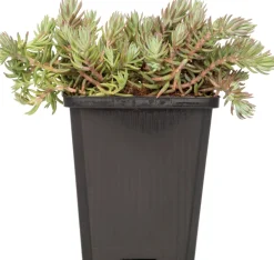 Discount Fetthenne (Sedum reflexum) D 9 H 5 cm Mehrjährige Pflanzen|Fetthenne