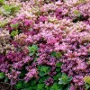 Clearance Fetthenne (Sedum spurium 'Splendens') D 9 H 5 cm Mehrjährige Pflanzen|Fetthenne
