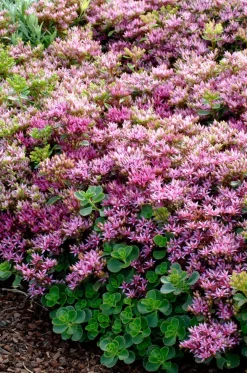 Clearance Fetthenne (Sedum spurium 'Splendens') D 9 H 5 cm Mehrjährige Pflanzen|Fetthenne