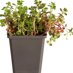 Clearance Fetthenne (Sedum spurium 'Splendens') D 9 H 5 cm Mehrjährige Pflanzen|Fetthenne