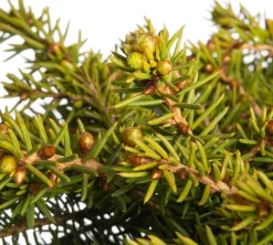 Online Fichte (Picea abies 'Little Gem') D 17 H 15 cm Immergrüne Pflanzen|Winterharte Pflanzen