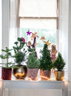 Online Fichte (Picea glauca 'Perfecta') D 15 H 40 cm Immergrüne Pflanzen|Winterharte Pflanzen