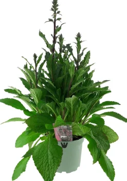 Sale Fingerhut (Digitalis purpurea 'Pink Panther') D 19 H 60 cm Winterharte Pflanzen|Mehrjährige Pflanzen