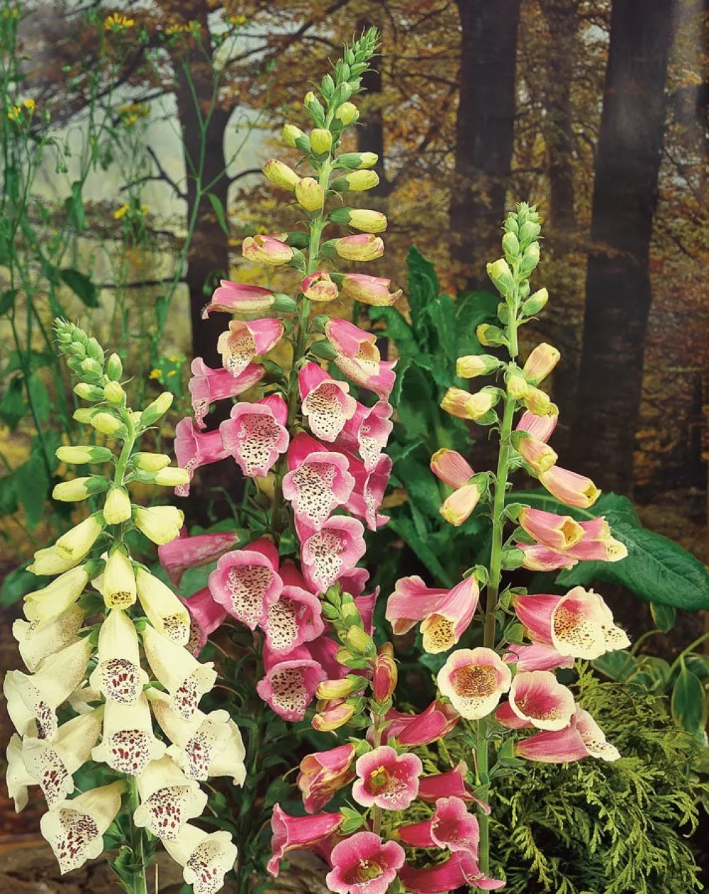 Fingerhut (Digitalis purpurea 'Gloxiniiflora') Blühende Pflanzen|Mehrjährige Pflanzen