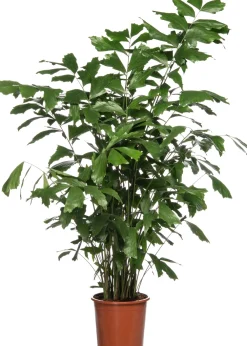 Outlet Fischschwanzpalme (Caryota mitis) D 24 H 130 cm Große Pflanzen|Grünpflanzen