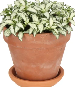 New Fittonie (Fittonia 'White Forest Flame') D 12 H 18 cm Kleine Zimmerpflanzen|Grünpflanzen