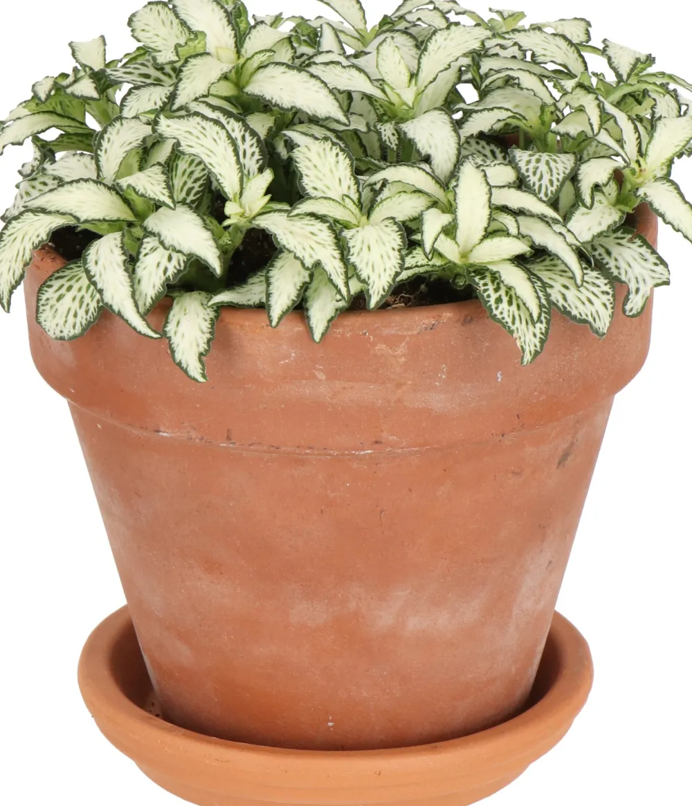 New Fittonie (Fittonia 'White Forest Flame') D 12 H 18 cm Kleine Zimmerpflanzen|Grünpflanzen