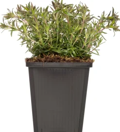 Flammenblume (Phlox atropurpurea) D 9 H 5 cm Mehrjährige Pflanzen|Phlox