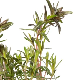 Flammenblume (Phlox atropurpurea) D 9 H 5 cm Mehrjährige Pflanzen|Phlox