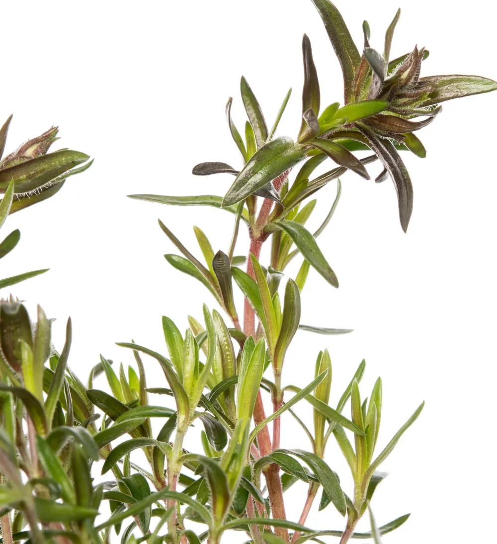 Flammenblume (Phlox atropurpurea) D 9 H 5 cm Mehrjährige Pflanzen|Phlox