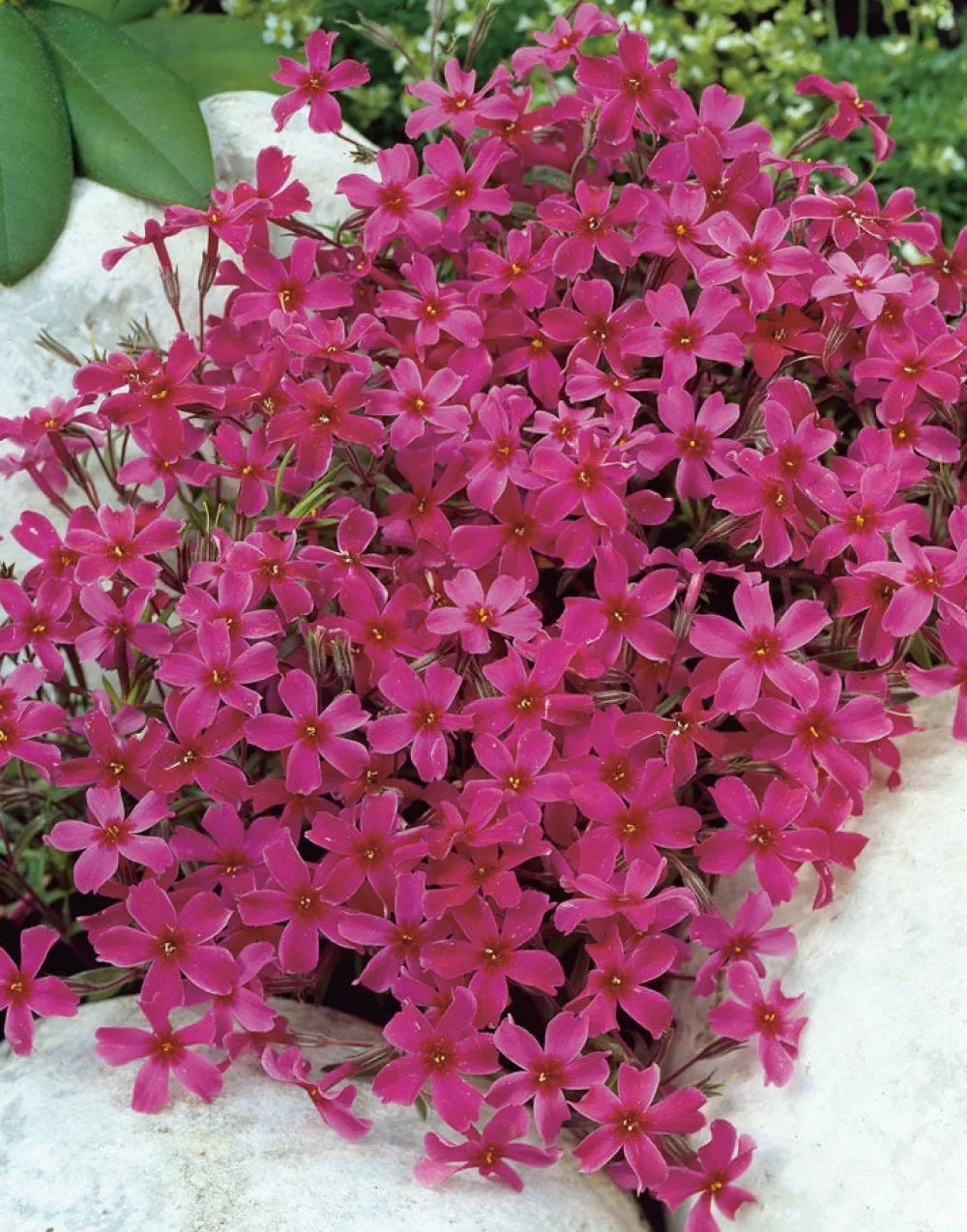 Flammenblume (Phlox atropurpurea) D 9 H 5 cm Mehrjährige Pflanzen|Phlox