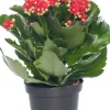 Sale Flammendes Käthchen (Kalanchoe blossfeldiana 'Serenity') D 10,5 H 20 cm Kleine Zimmerpflanzen|Kakteen & Sukkulenten
