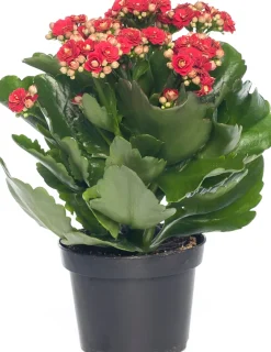 Sale Flammendes Käthchen (Kalanchoe blossfeldiana 'Serenity') D 10,5 H 20 cm Kleine Zimmerpflanzen|Kakteen & Sukkulenten