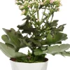 Discount Flammendes Käthchen (Kalanchoë 'Femini Pink') D 14 H 40 cm Für Sonne|Kakteen & Sukkulenten