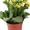 Best Flammendes Käthchen (Kalanchoë blossfeldiana) gelb D 10,5 H 23 cm Kleine Zimmerpflanzen|Für Sonne