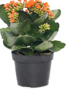 New Flammendes Käthchen (Kalanchoe blossfeldiana) D 10,5 cm H 22 cm Kleine Zimmerpflanzen|Für Sonne