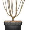 New Flieder (Syringa villosae 'Agnes Smith') D 23 H 30 cm Flieder