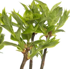 New Flieder (Syringa villosae 'Agnes Smith') D 23 H 30 cm Flieder