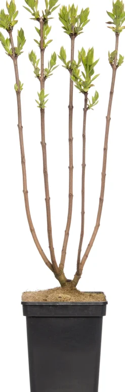 New Flieder (Syringa vulgaris 'Andenken an Ludwig Spaeth') D 23 H 30 cm Flieder