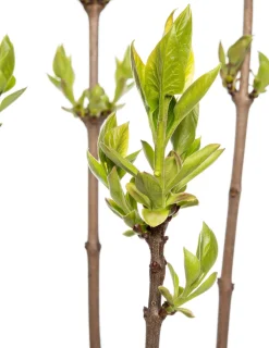 New Flieder (Syringa vulgaris 'Andenken an Ludwig Spaeth') D 23 H 30 cm Flieder