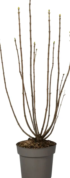 Hot Flieder (Syringa vulgaris 'Souvenir d'Alice Harding') D 27 H 80 cm Winterharte Pflanzen|Flieder