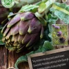 Hot Florex Bio Artischocke (Cynara scolymus) Samen Gemüsesamen|Saatgut
