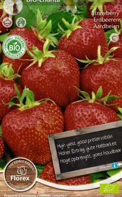 Discount Florex Bio Erdbeere (Fragaria 'Elsantha') Samen 2 St. Obstsamen|Saatgut
