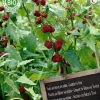 Clearance Florex Bio Erdbeerspinat (Chenopodium capitatum) Samen Gemüsesamen|Saatgut